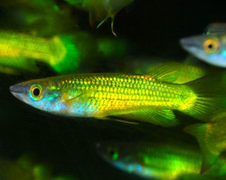 Aplocheilus Lineatus Green/Gold M