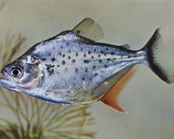 Serrasalmus Hollandi M/L