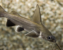 Arius Jordani/Seemani M