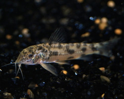 Aspidoras Sp. Cw052 M