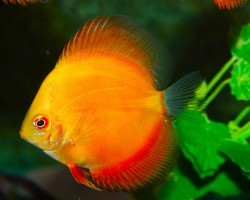 S. Aequifasciatus Red Diamond S