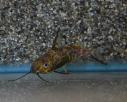 Synodontis Afrofischeri M