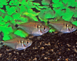 Tetragonopterus Argenteus L