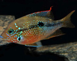 Thorichthys Maculipinnis S