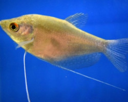 Trichopodus Microlepis M