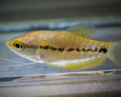 Trichopodus Pectoralis M