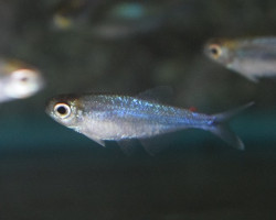 Tyttocharax Madeirae M