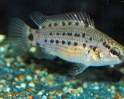 Badis Assamensis M