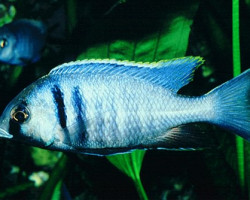 Hapl./Placidochromis Electra M