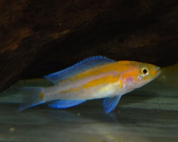 Lamprologus Cygnus S