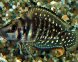 Lamp./Altolamprologus Calvus S