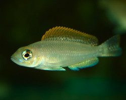 Neolamprologus Caudopunctatus Kapampa M