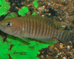 Neolamprologus Multifasciatus S
