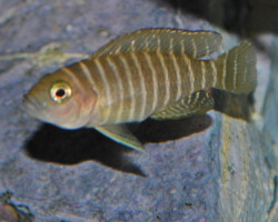 Lamp./Neolamprologus Similis S