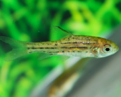 Desmopuntius Johorensis M