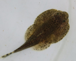 Beaufortia Kweichowensis L