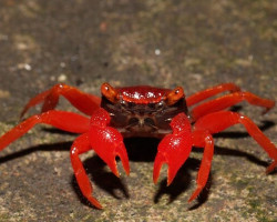 Geosesarma Sp. Red Ruby M