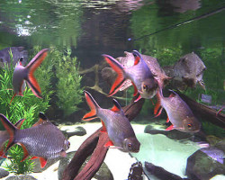 Barbus Schwanenfeldi L