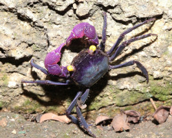 Geosesarma Dennerle M