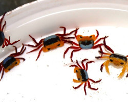 Lepidothelphusa Menneri M