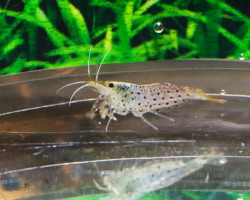 Caridina Rubropunctata M