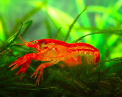 Cambarellus Patzcuarensis S