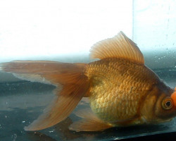 Car. Aur. Brown Red Pompon 5/6