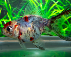 Car. Aur. Calico 6/7