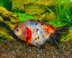 Car. Aur. Ranchu Calico 8/10