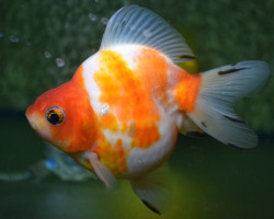 Car. Aur. Mixed Ryukin Shorttail 12/14