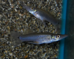 Belonesox Belizanus L ( Femminas)