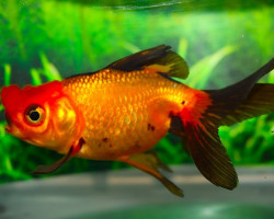 Car. Aur. Mix Pompom 8/10