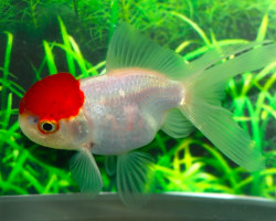 Car. Aur. Redcap Oranda  10/12