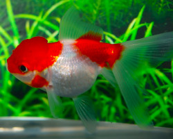 Car. Aur. Red/White Oranda  3/5