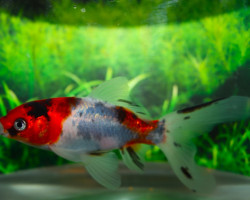 Car. Auratus Shubunkin 16/20