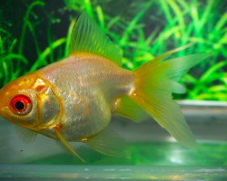 Car. Aur. White Fantail 14/16