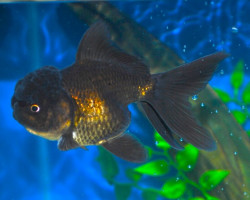 Car. Aur. Black Oranda  7/8