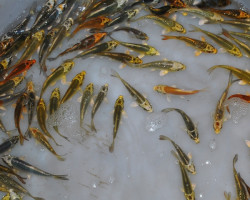 Cypr.Carp.Koi Ghost  4/7