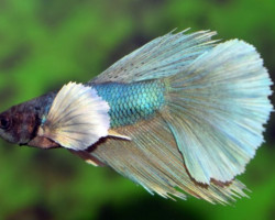 Betta Sp. Super Delta Dumbo Ear Maschio Xl