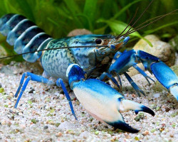 Cherax  Sp. Blue Moon Snakeskin L