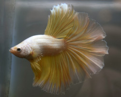Betta Sp. Halfmoon Gold Maschio Xl