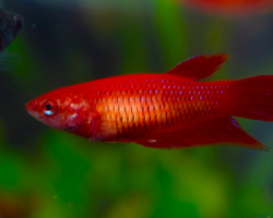 Betta Splendens Femmina M/L