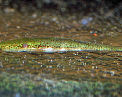 Acestridium Dichromum L