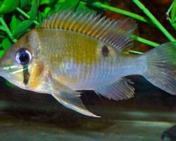 Biotodoma Cupido Santarem S