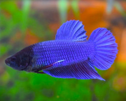 Betta Splendens King Maschio L