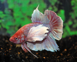 Betta Sp. Plakat Dumbo Ear  Xl
