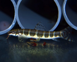 Serpenticobitis Octozona M