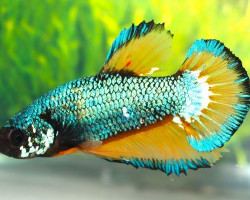 Betta Sp. Plakat Mustard Maschio M