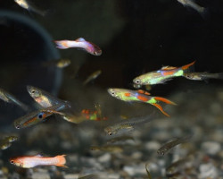 Guppywingei Neon Green Maschio M