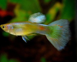 Guppywingei Snakeskin Oro  Maschio M